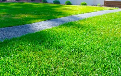 The Problem of Dog Poop Killing Lawns